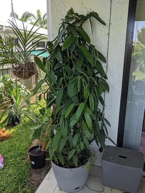 Best Herbs To Grow in Florida indoor