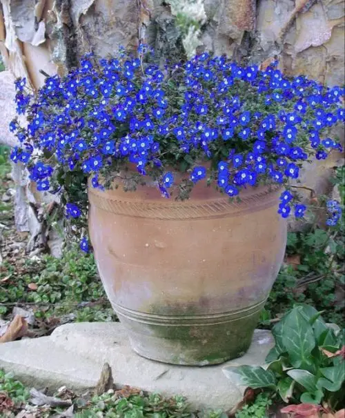 amazing Magnificent Purple and Blue Flowers