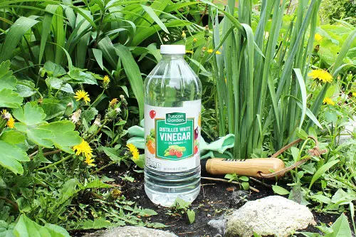 Vinegar Fungicide