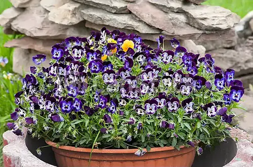 Outdoor Plants That Grow Without Sunlight in rock garden