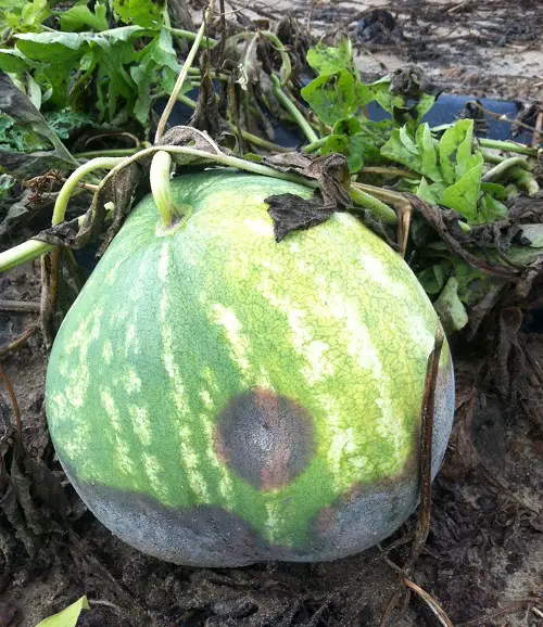 How to Spot a Damaged or a Spoiled Watermelon