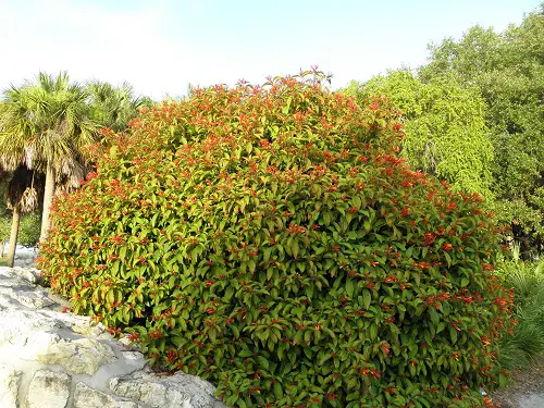 What is Firebush