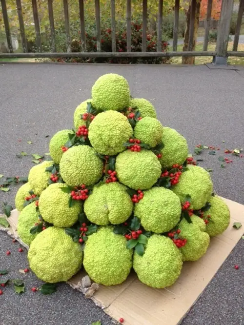 Hedge Apple Uses
