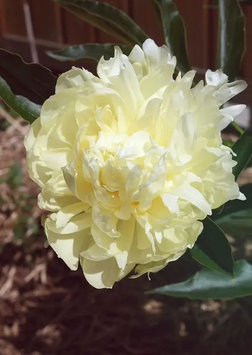 Superior Types of Yellow Peonies