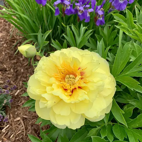 lovely Yellow Peony Plant Varieties for Gardens