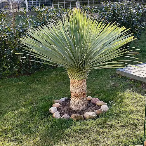Amazing Plants for Curb Appeal 