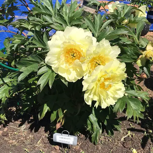 best Gorgeous Yellow Peony Varieties for Your Yard