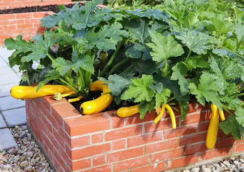 Companion Vegetables Plants for Eggplants 