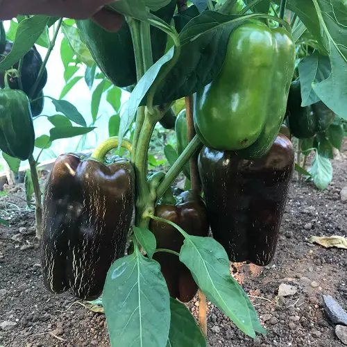 Chocolate Beauty’ Pepper Varieties