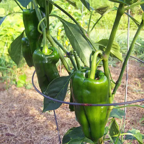 ‘Poblano’ Bell Pepper varities