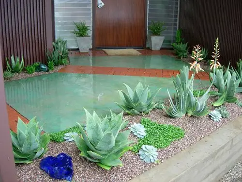 Agave in Gravel Beds