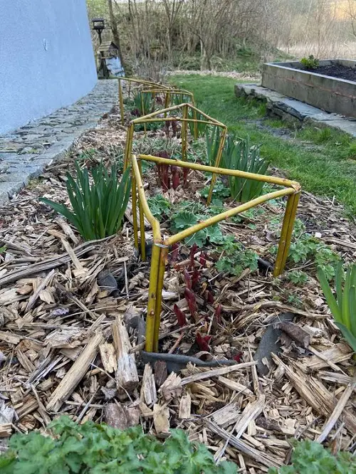 Mini Plant Support for Low-Growing Plants