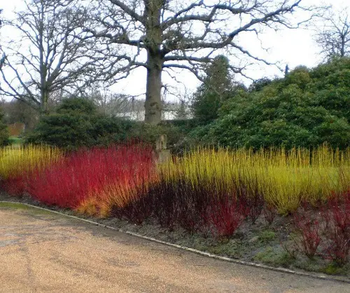 Red Twig Dogwood Driveway