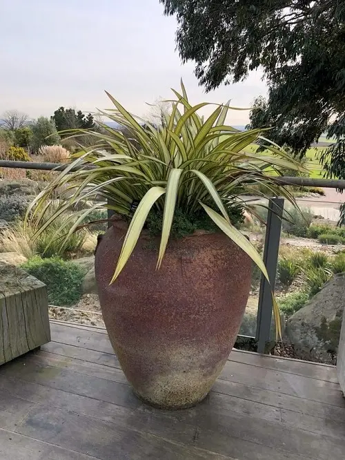 Flax Lily Porch Planter
