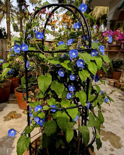 Blue Flower Names with Pictures