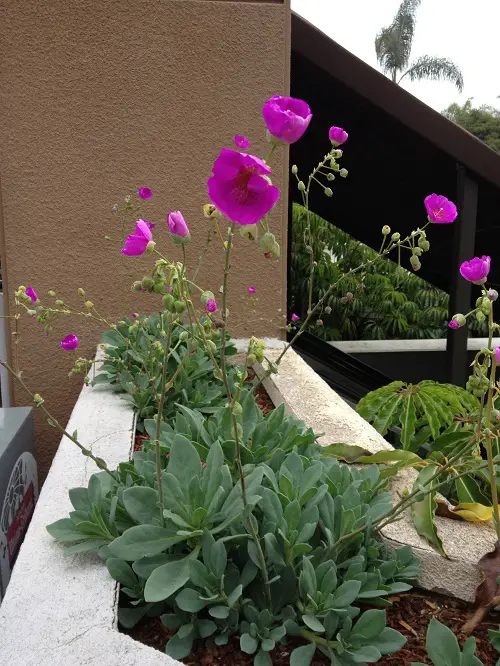 Succulents With Pink Flowers