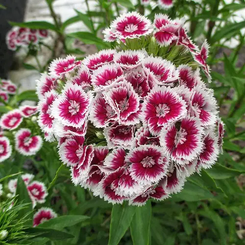White Flowers with Purple Center