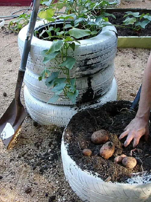 Growing Potatoes in Tires