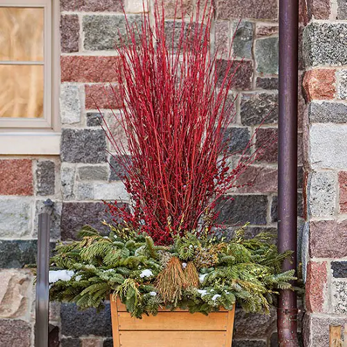 Winter Patio Planter