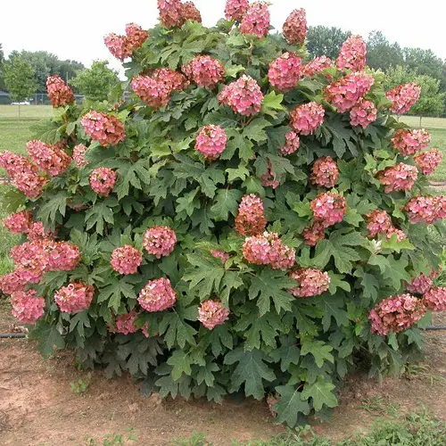 Beautiful Types of Oakleaf Hydrangeas