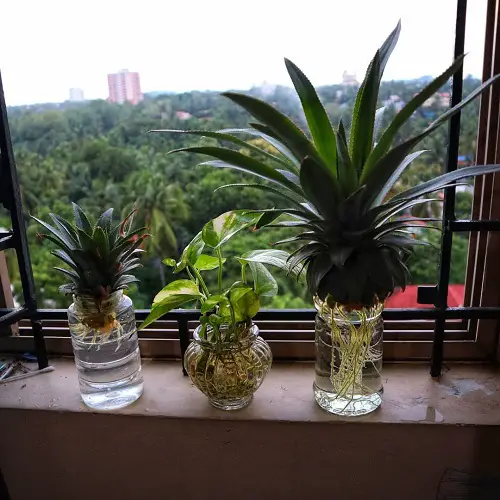 Indoor Plants in Water on windowsill
