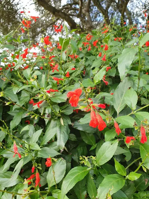 Mexican Flowers in garden 9
