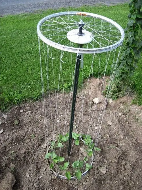 Creative Bicycle Wheel and Rope Trellis