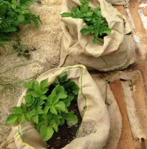Growing Potatoes in Burlap Bags