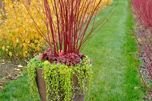 Red Twig Dogwood Garden Planter