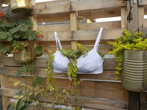 Bra Planter with Tin Cans