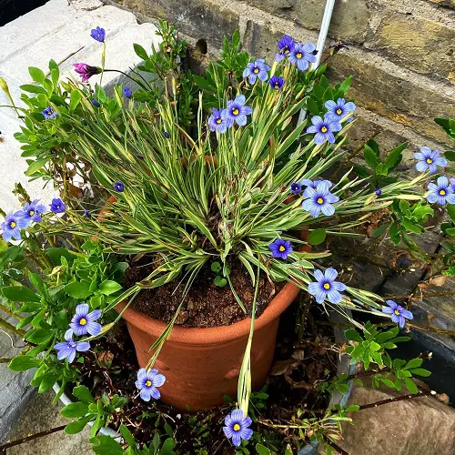 Blue Flower Names