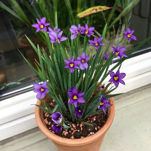 Flowers that Look Like Stars in pot