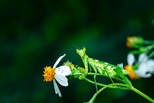 Praying Mantis Facts Name