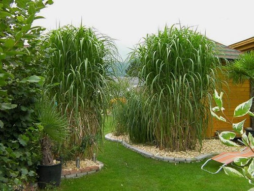 Tall Grass Entrance