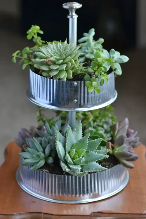Grow Succulents on a Cake Stand