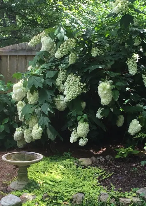 Beautiful Types of Oakleaf Hydrangeas 3