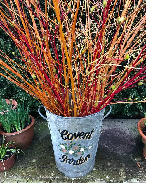 red stem plants in pot
