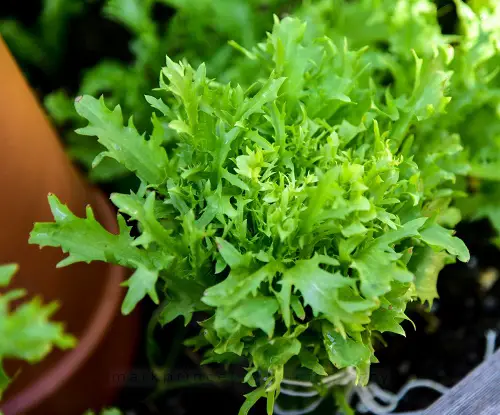 Best Vegetables that are Ready to Harvest in garden