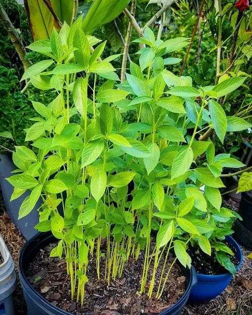 Can You Grow Egyptian Spinach in a Container
