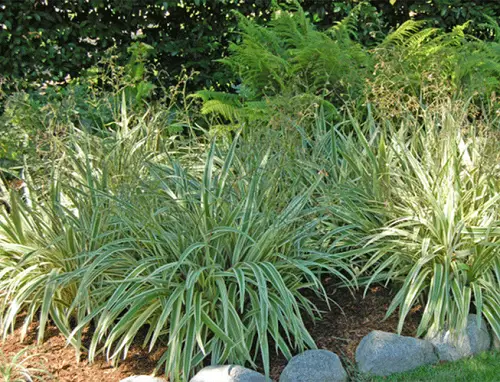 Rock Border with Flax Lilies
