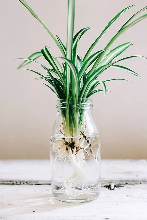 spider plant in bottle