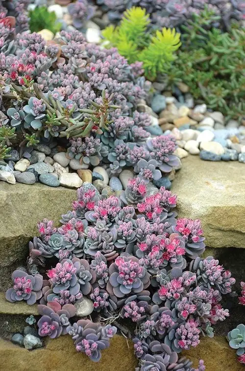 Mini Rosettes on the Rocks