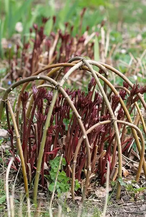 Dome Plant Support with Flexible Stems