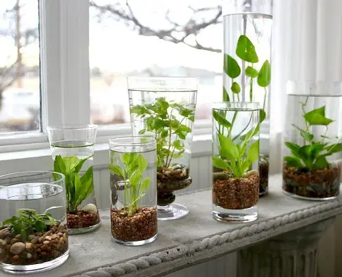 Plants in Tall, Medium, and Small Glasses