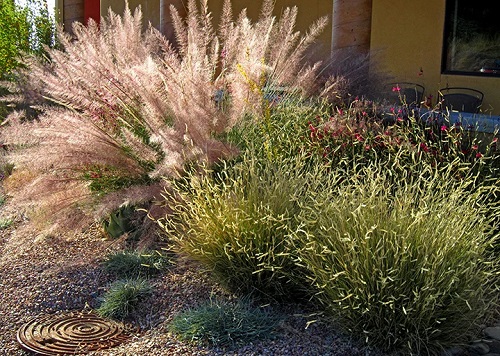 Front Yard Privacy Grass