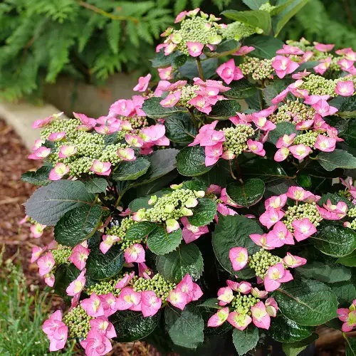 Beautiful Varieties of Oakleaf Hydrangea 6
