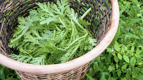 Best Vegetables that are Ready to Harvest in busket