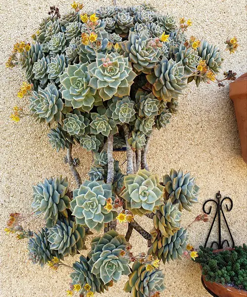Succulents with Yellow Flowers in pot