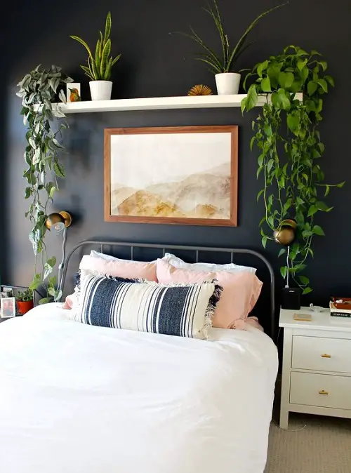 Hanging Vines and Mini Sansevierias