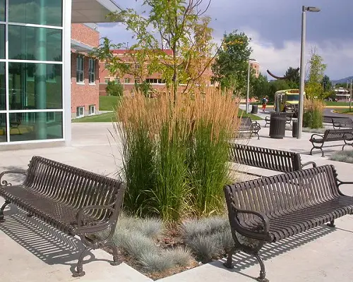 Tall Grasses for Privacy near garden 